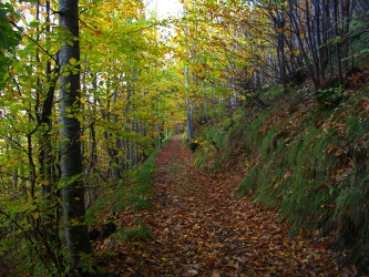 Un-sentiero-nel-bosco1
